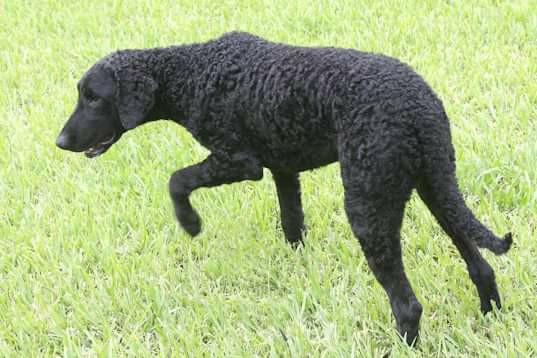 Supra has great prey drive