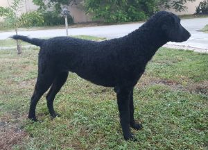 Supra curly coated retriever